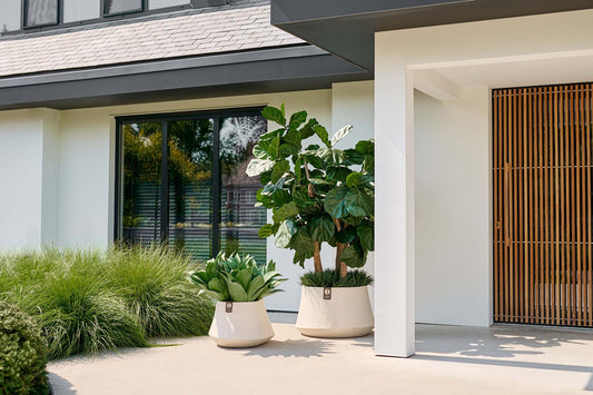 Large potted fiddle-leaf fig and succulent plants in white ceramic planters on a modern house patio.